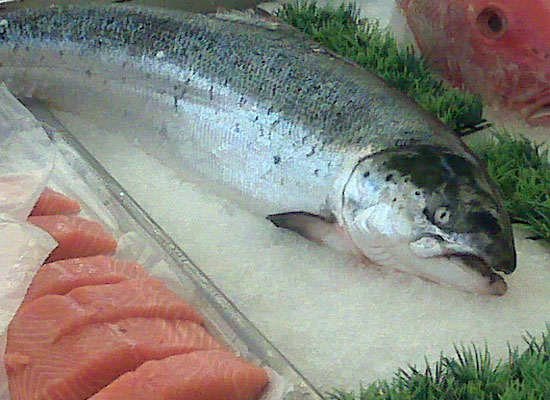 Ikan Salmon